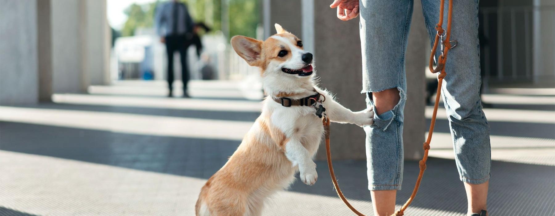 a dog on a leash